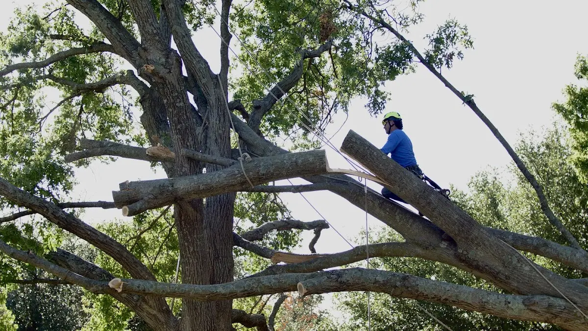 Professional Crown Thinning performed by certified arborists in Huddy